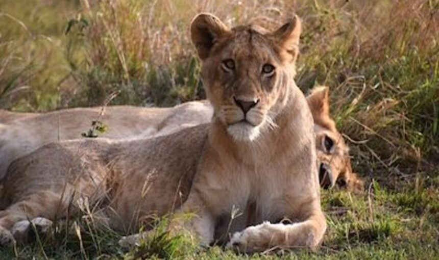 Kenya, Tanzania, Zanzibar : Le Safari Ultime Vous Attend en 2025