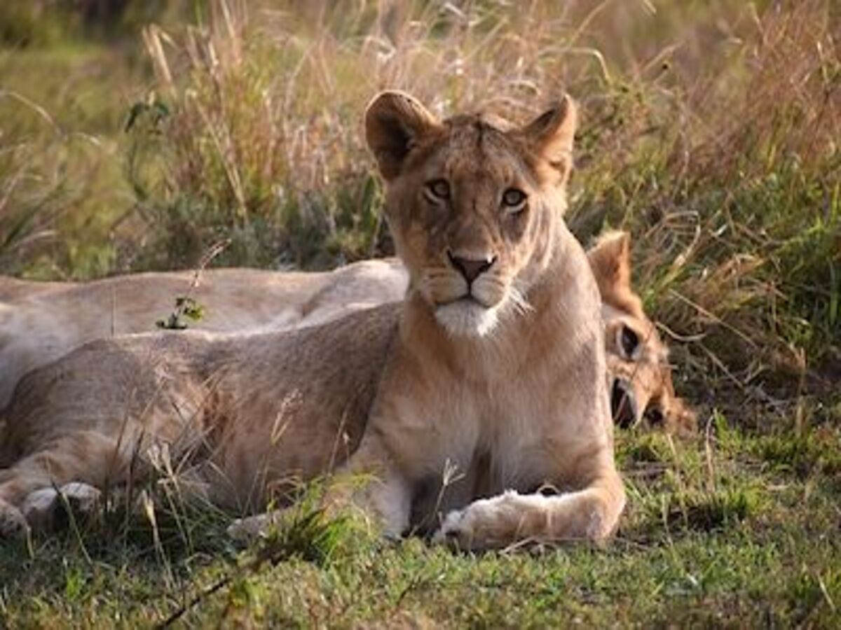 Le Safari Ultime Vous Attend en 2025