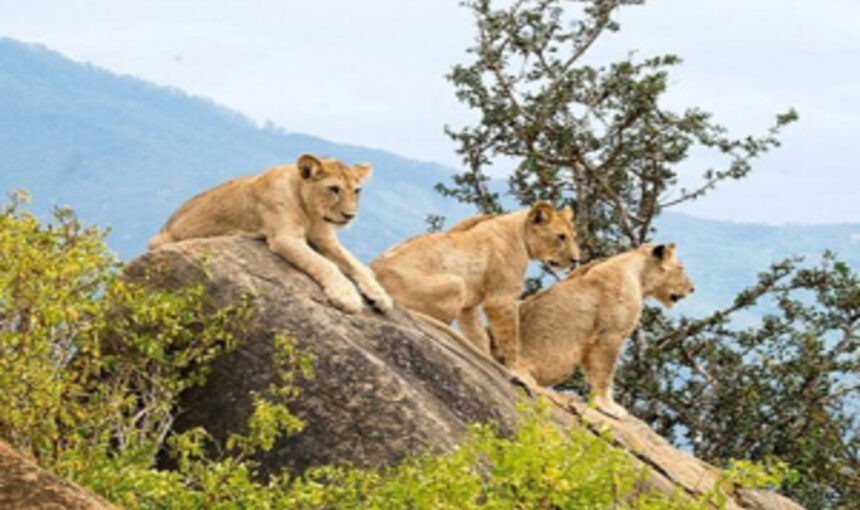 Votre Aventure en Afrique de l’Est Commence : Safaris de Budget à Luxe avec Tour Afrique Orientale