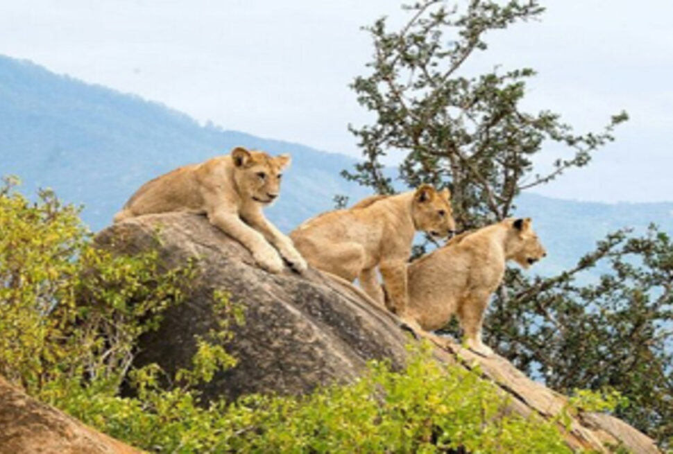 Votre Aventure en Afrique de l'Est Commence