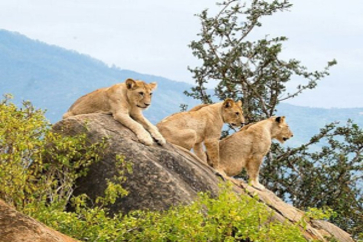 Votre Aventure en Afrique de l'Est Commence