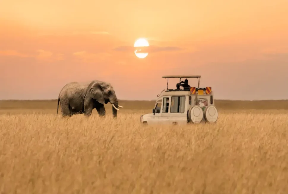 Savanes et couchers de soleil : les merveilles sauvages du Kenya en safari routier