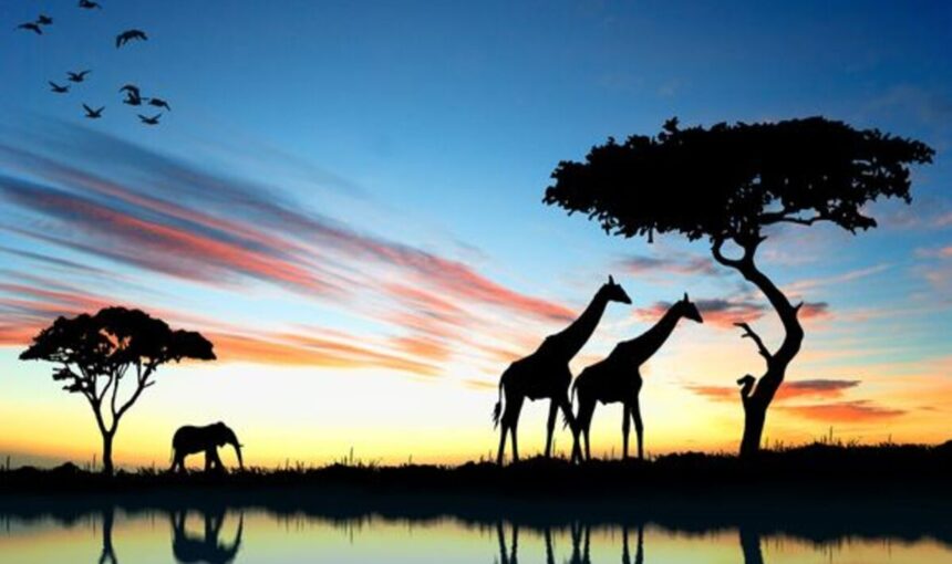 🛻 Circuits terrestres – Voyages en camions de safari à travers plusieurs pays