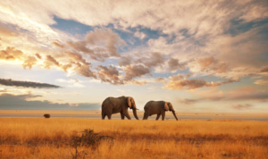 Comment Trouver des Vols Pas Chers pour le Kenya et Réaliser Votre Rêve Africain