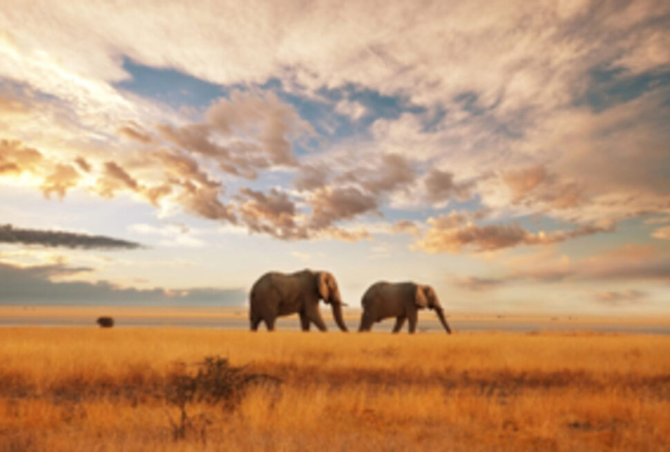 Comment Trouver des Vols Pas Chers pour le Kenya
