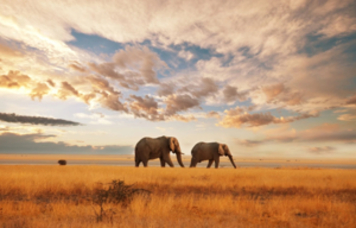 Comment Trouver des Vols Pas Chers pour le Kenya