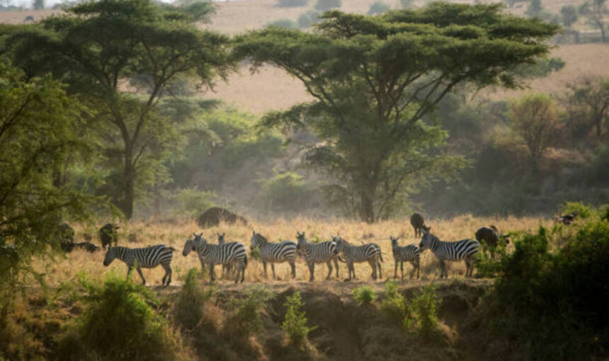 L’Aventure Ultime : Nos Meilleurs Circuits Safari Kenya, Tanzanie & Zanzibar en 2025