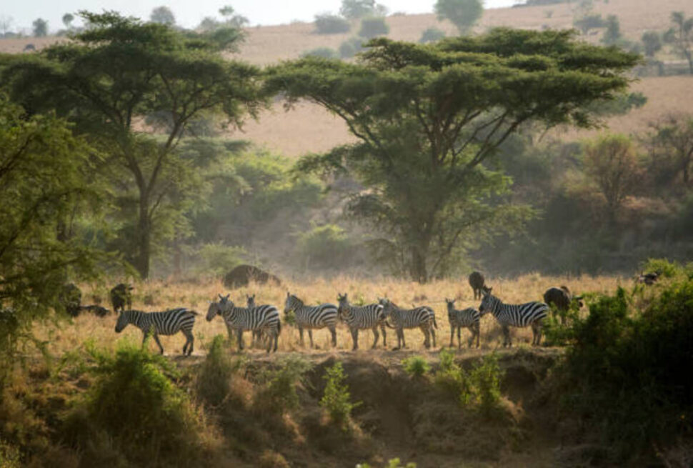 L’Aventure Ultime : Nos Meilleurs Circuits Safari Kenya, Tanzanie & Zanzibar en 2025