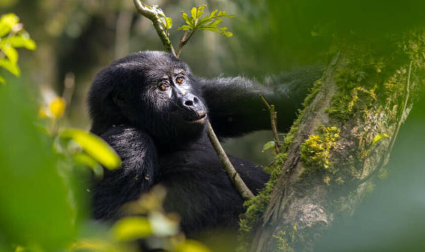 Demandez un Devis : Découvrez le Kenya, la Tanzanie, Zanzibar, l’Ouganda et le Rwanda