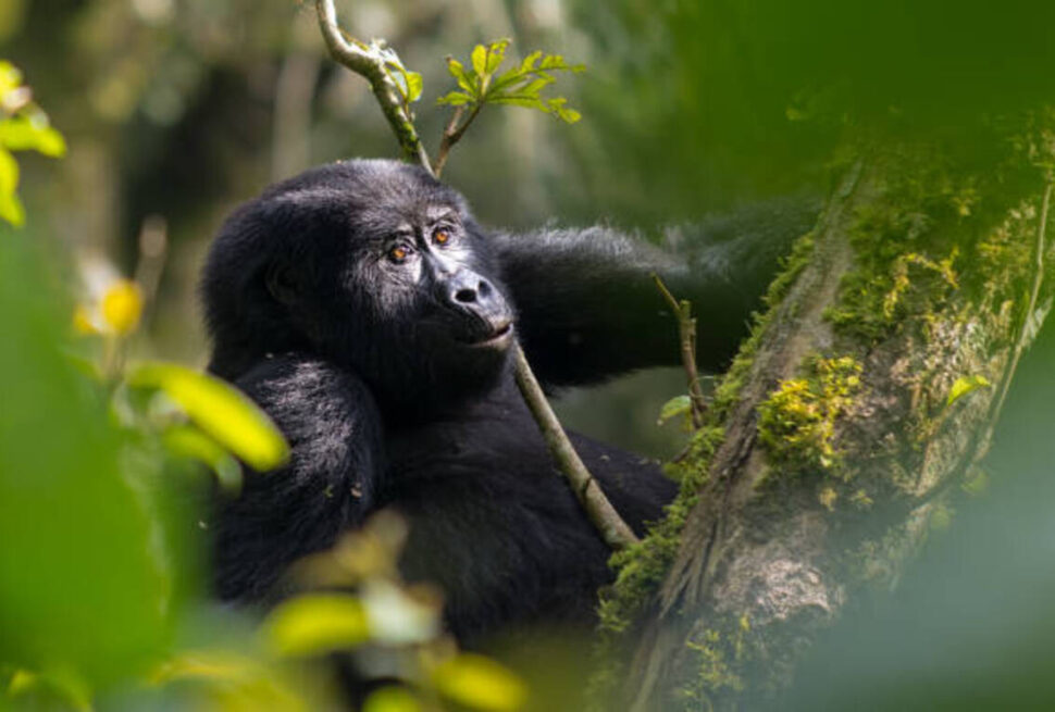 Demandez un Devis : Découvrez le Kenya, la Tanzanie, Zanzibar, l’Ouganda et le Rwanda