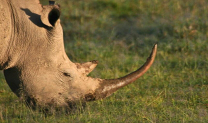 Top Destinations d’Afrique de l’Est en 2025 : Où Partir en Safari ?