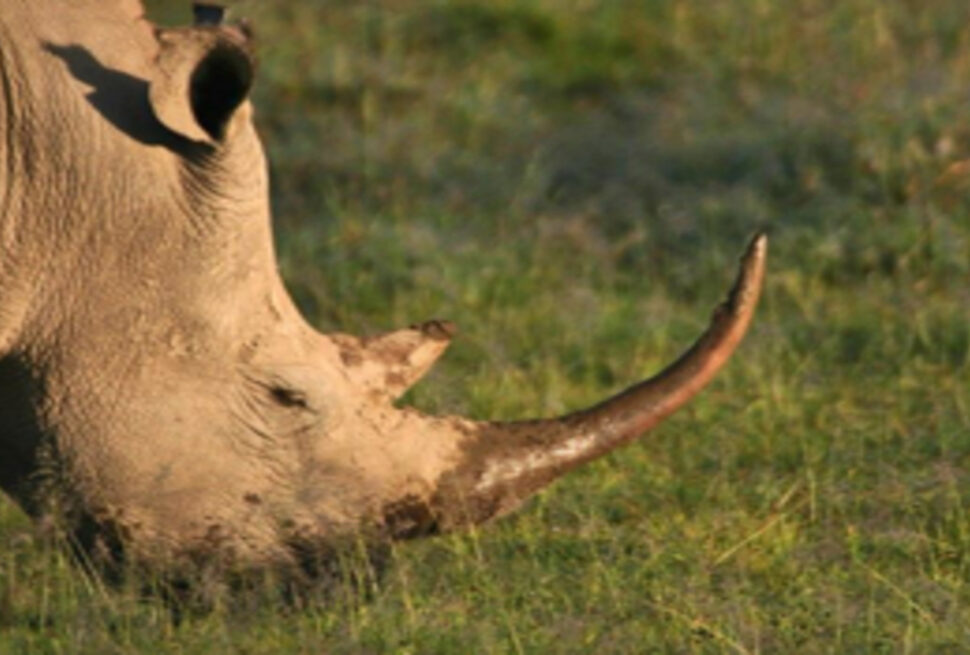 Top Destinations d'Afrique de l'Est en 2025 : Où Partir en Safari ?