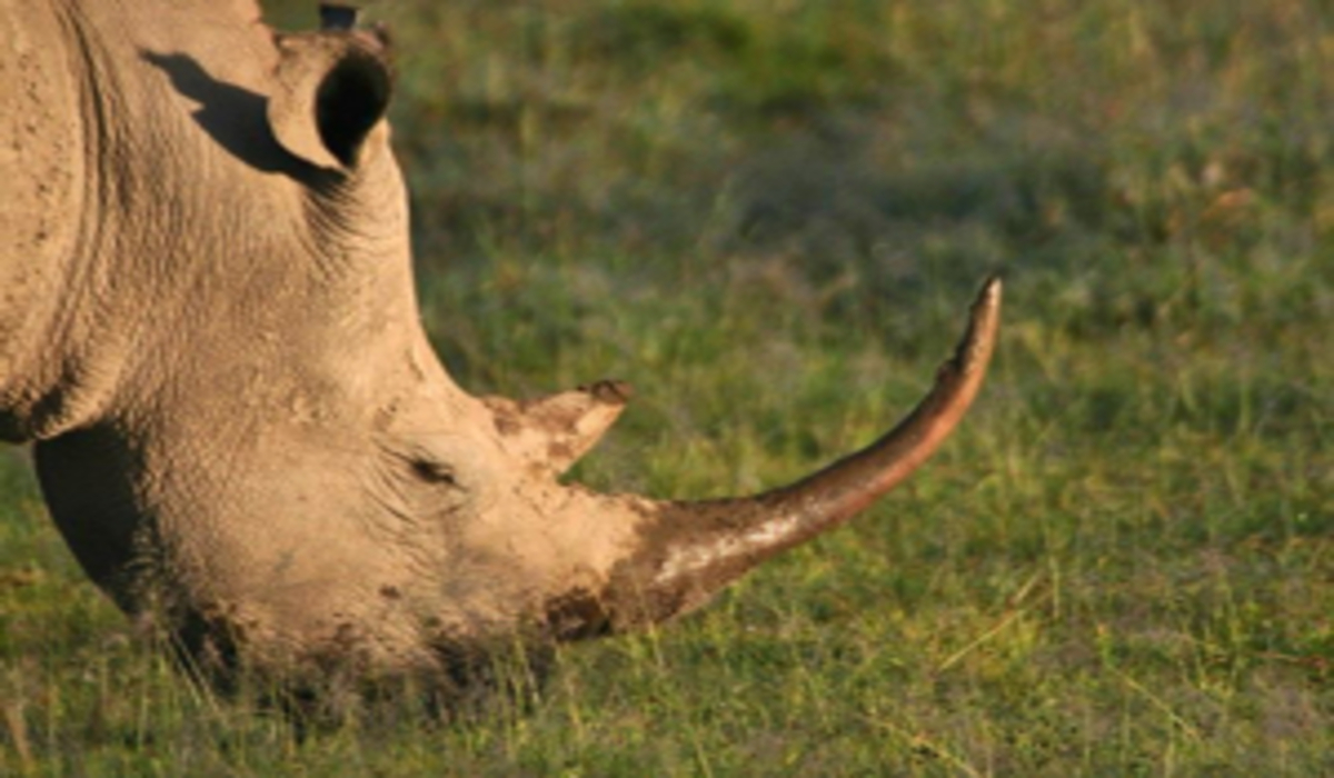 Top Destinations d'Afrique de l'Est en 2025 : Où Partir en Safari ?
