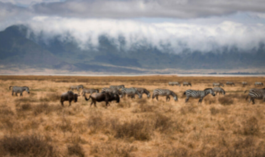 Safaris en Tanzanie : Découvrez les Paysages Époustouflants d’Afrique de l’Est 2025