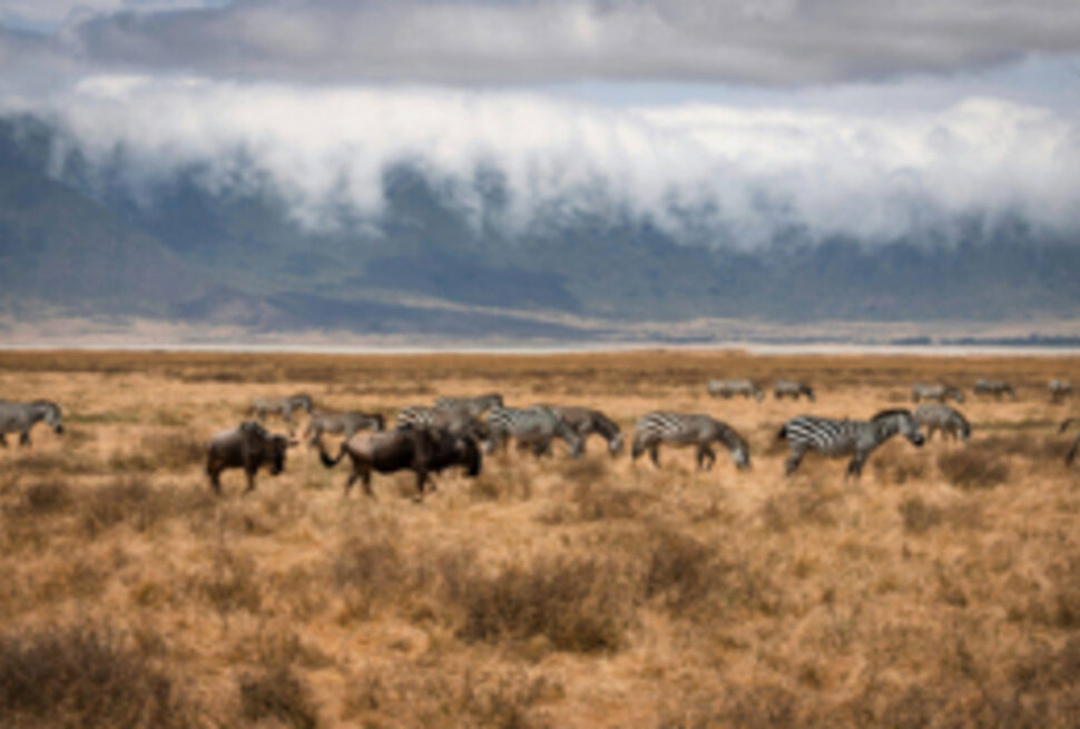 Découvrez les Paysages Époustouflants d'Afrique de l'Est 2025