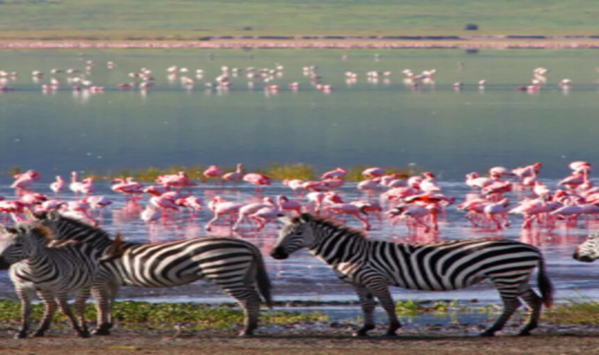 Parc National du Lac Nakuru : Le Premier Sanctuaire de Rhinocéros du Kenya