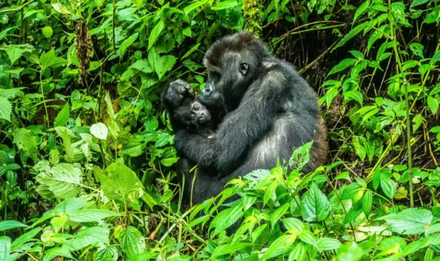 Parc National de Bwindi : L’Écosystème Unique de l’Ouganda Vous Attend