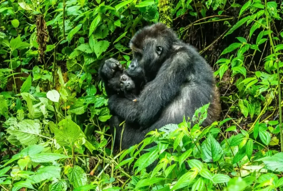 Parc National de Bwindi : L'Écosystème Unique de l'Ouganda Vous Attend