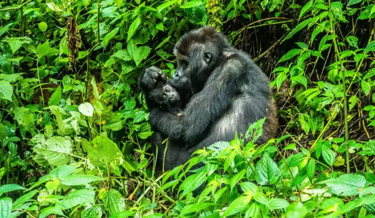 Parc National de Bwindi : L'Écosystème Unique de l'Ouganda Vous Attend