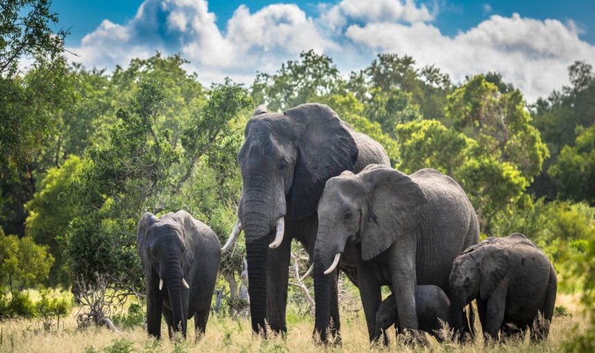 Circuits Privés en Afrique de l’Est : L’Expérience Safari Idéale pour Couples, Familles et Petits Groupes