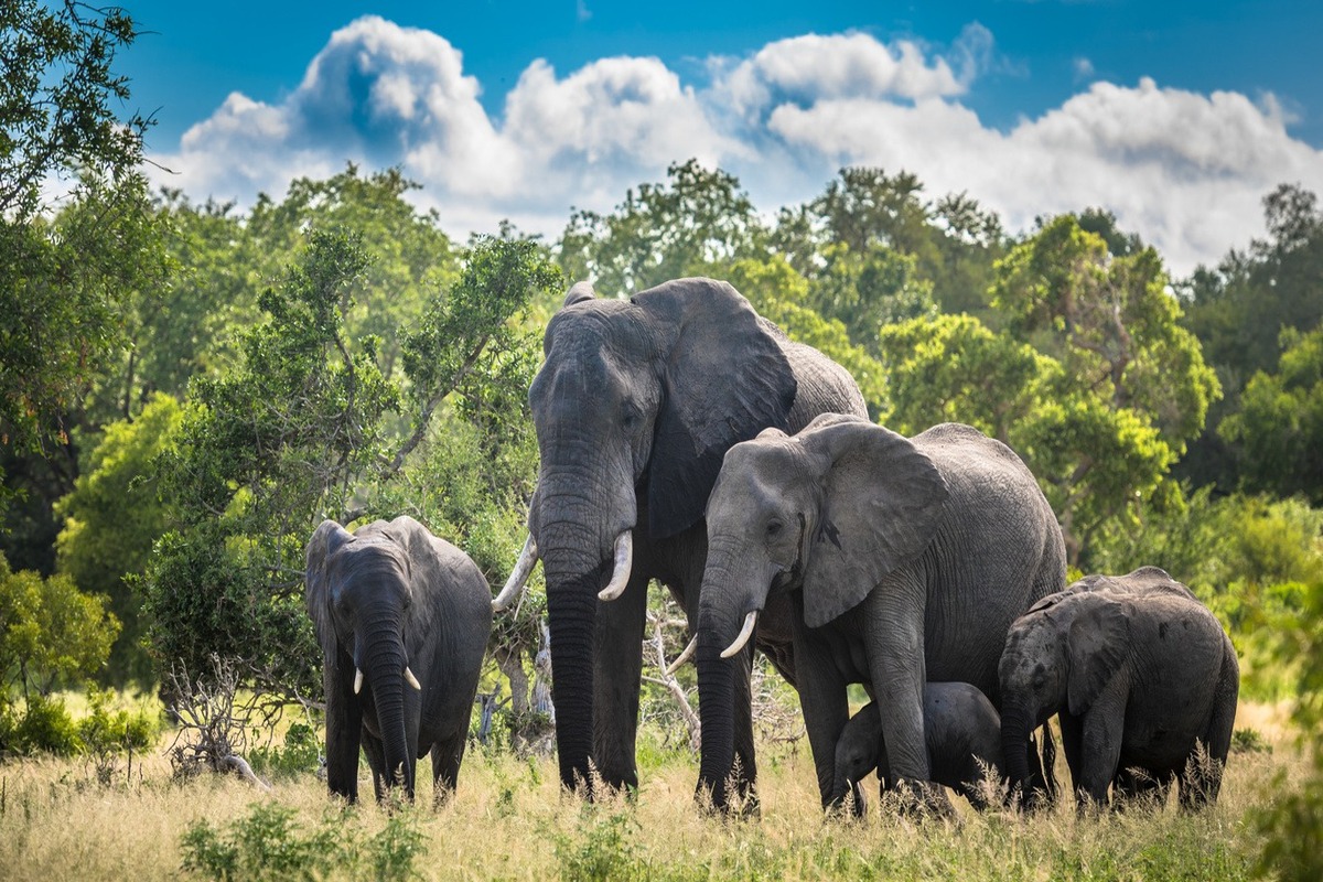 Circuits Privés en Afrique de l’Est : L’Expérience Safari Idéale pour Couples, Familles et Petits Groupes