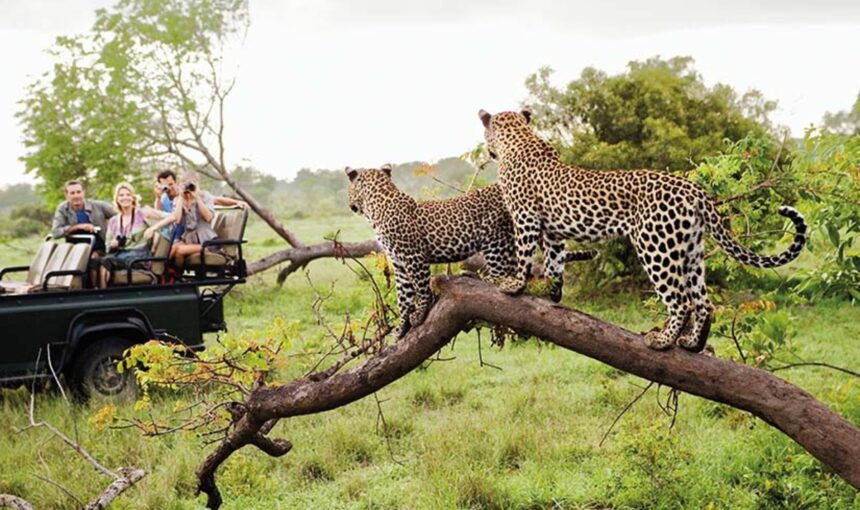 Tours privés, safaris en groupe ou circuits auto‑guidés – Choisissez votre aventure avec Tour Afrique Orientale