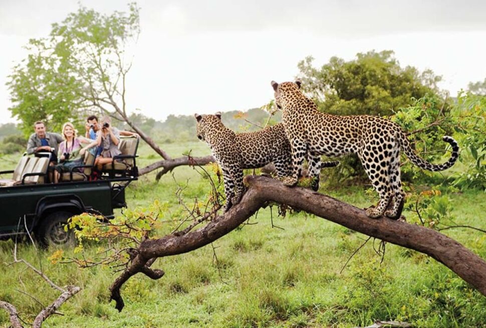 Tours privés, safaris en groupe ou circuits auto‑guidés – Choisissez votre aventure avec Tour Afrique Orientale