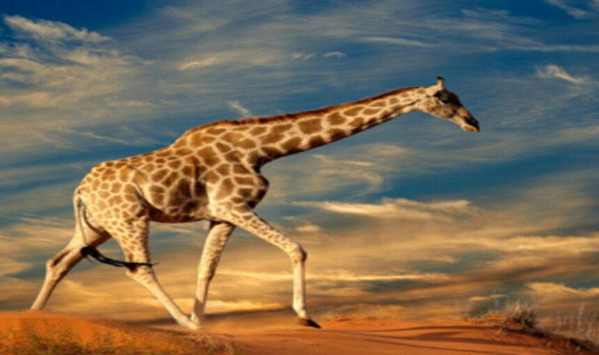 Combien coûte un safari en Afrique ? Budgétiser votre voyage de rêve