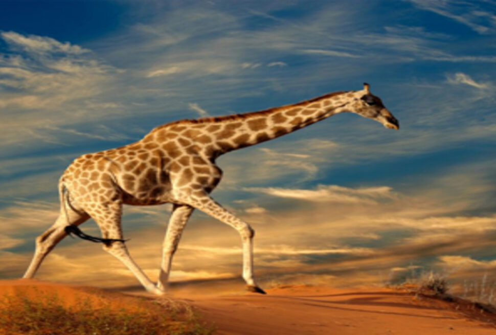 Combien coûte un safari en Afrique ? Budgétiser votre voyage de rêve