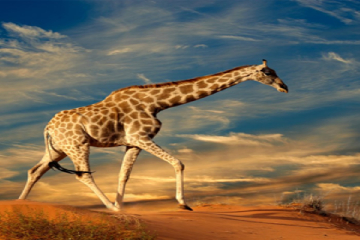 Combien coûte un safari en Afrique ? Budgétiser votre voyage de rêve