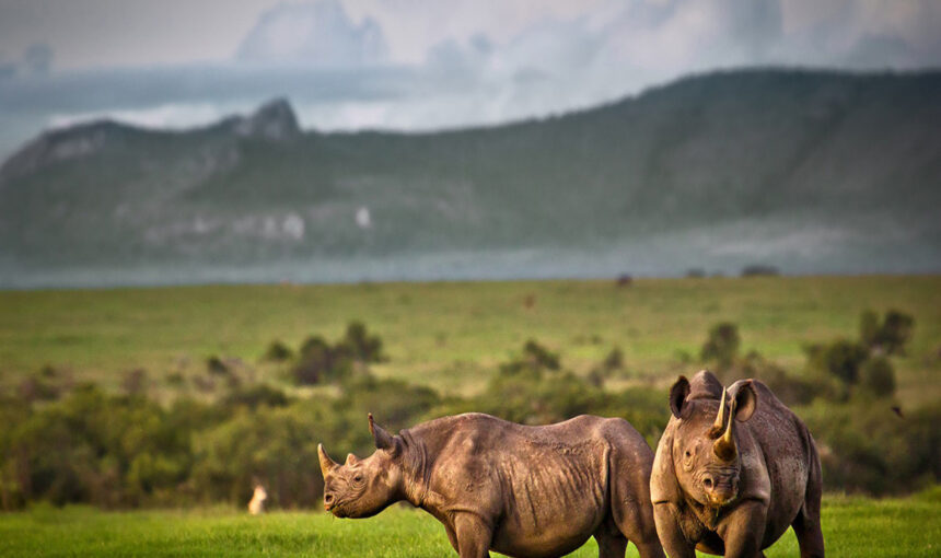 Safari budget ou safari de luxe : quel style de voyage vous correspond ?