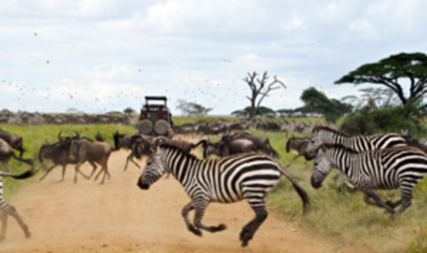 Kenya vs. Tanzanie vs. Rwanda : Quelle destination safari est faite pour vous ?