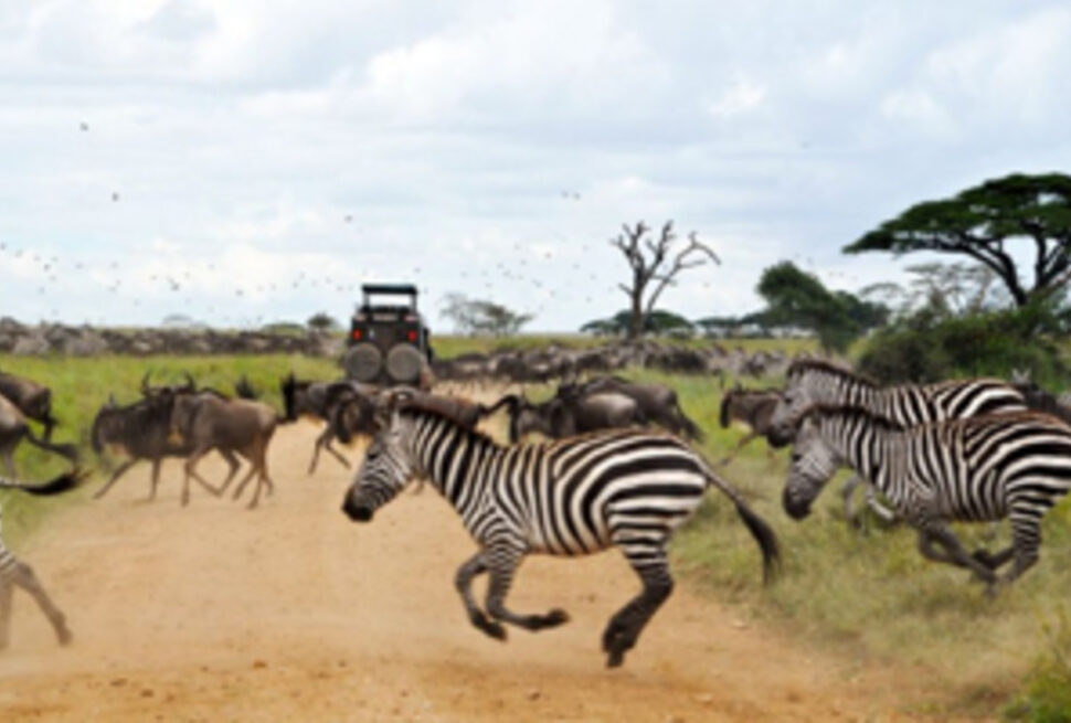 Kenya vs. Tanzanie vs. Rwanda : Quelle destination safari est faite pour vous ?