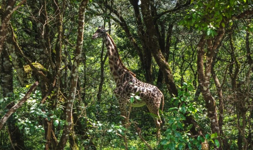 Safari et Plage au Kenya : Itinéraire Idéal pour une Aventure Parfaite