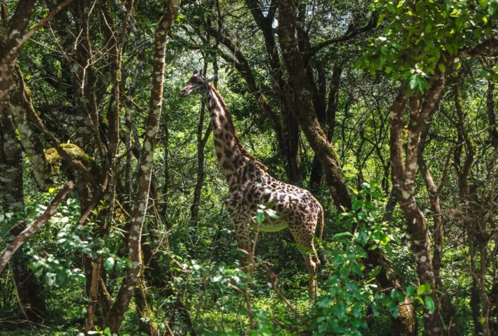 Pourquoi Combiner Safari et Plage au Kenya ?