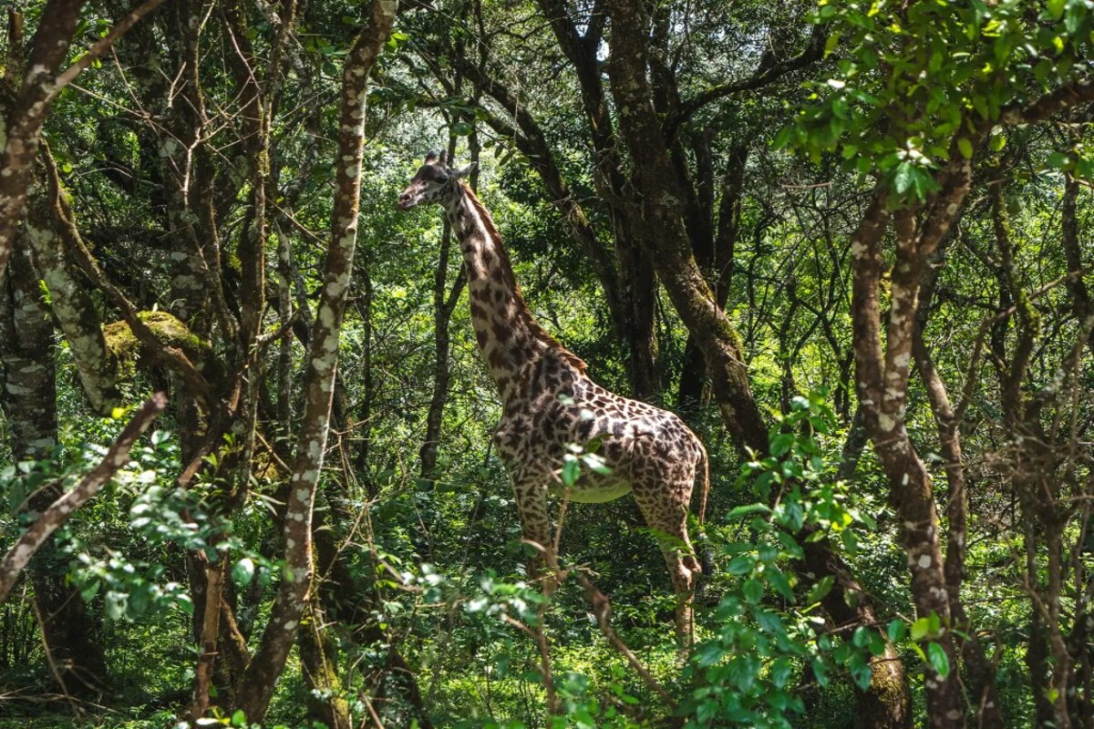 Pourquoi Combiner Safari et Plage au Kenya ?