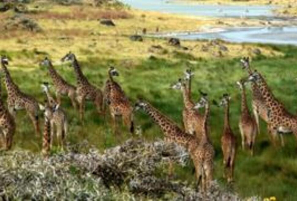 Comprendre les Saisons de Safari en Afrique de l’Est