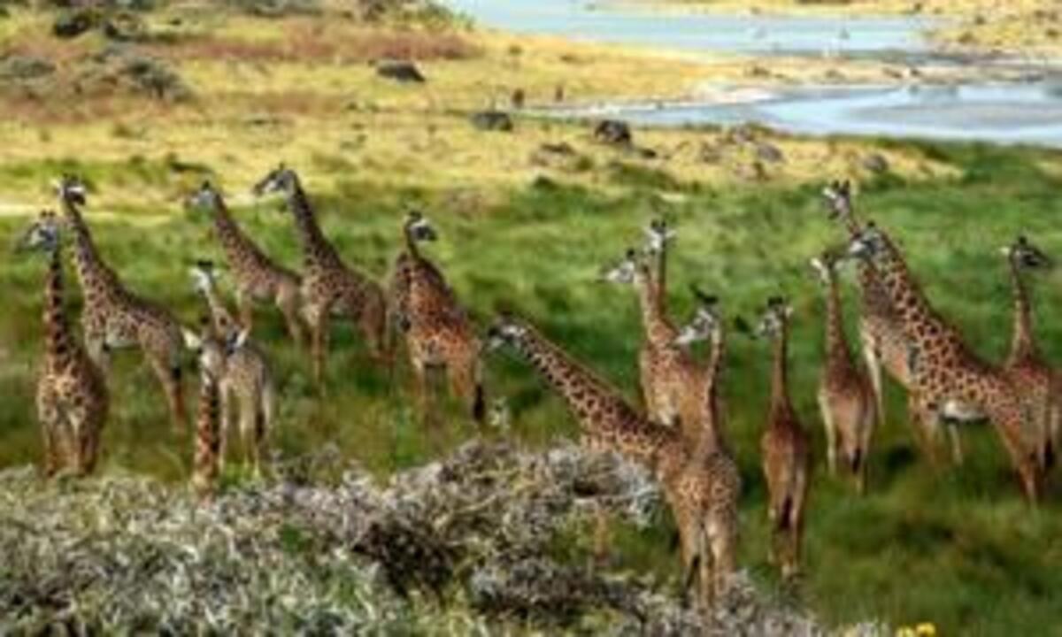 Comprendre les Saisons de Safari en Afrique de l’Est