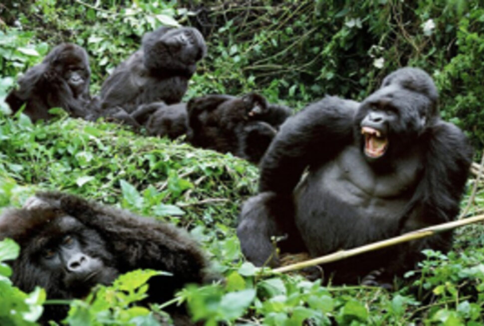 Trekking des gorilles en Ouganda : 3 jours d’aventures guidées et vues sur la jungle