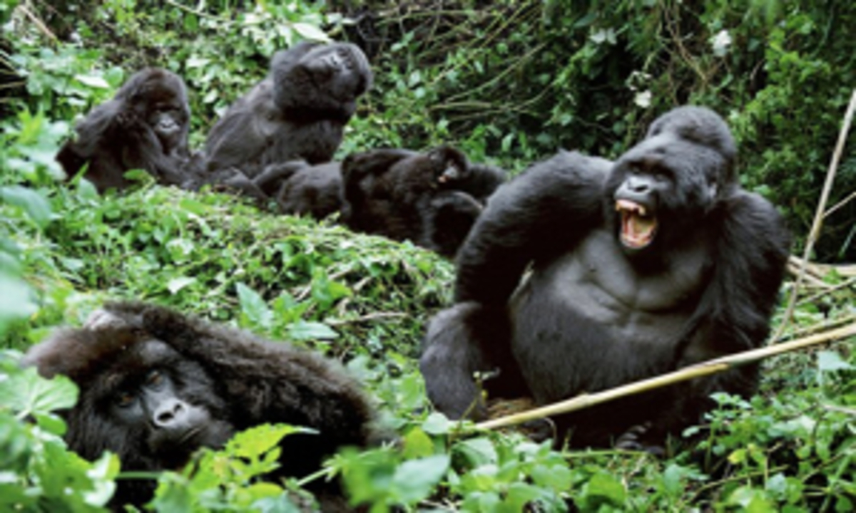 Trekking des gorilles en Ouganda : 3 jours d’aventures guidées et vues sur la jungle