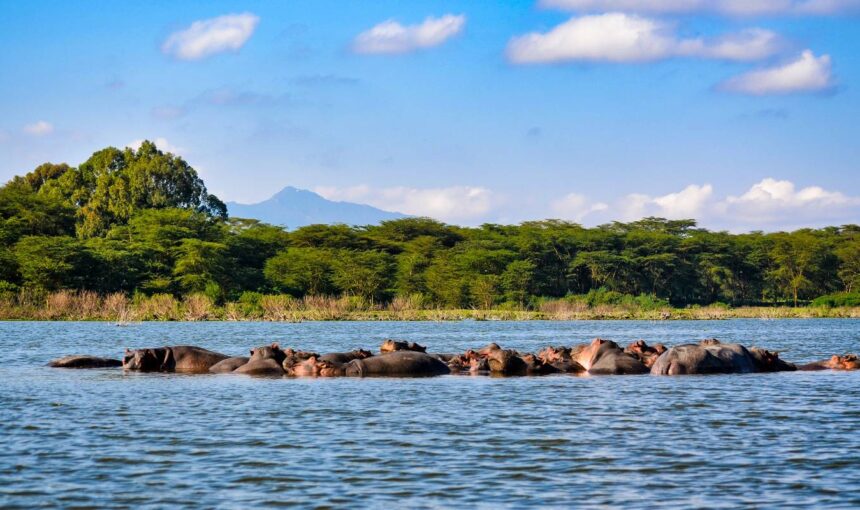 🇰🇪 10 Incontournables à Voir Absolument au Kenya en 2025 🌍