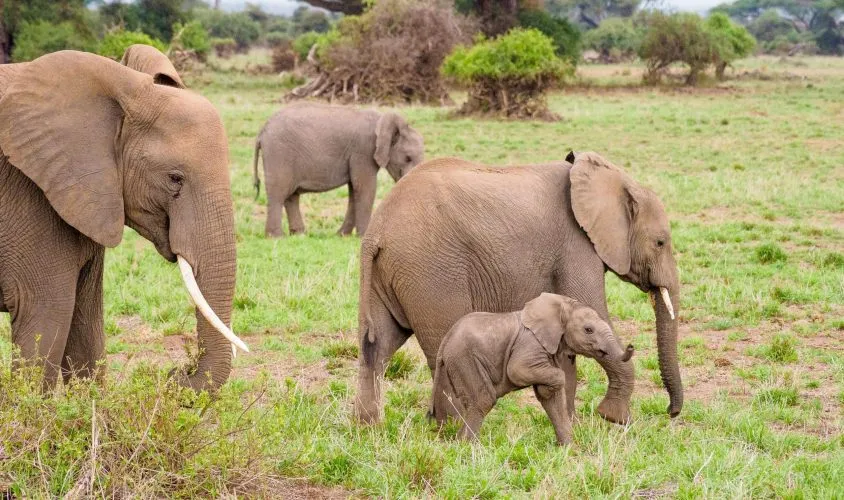 🌍 10 Jours au Kenya : Une Aventure Inoubliable entre Safaris, Plages et Culture