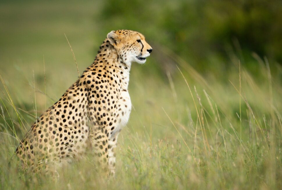 Lors de votre safari en Tanzanie, offrir un pourboire est une pratique courante pour exprimer votre satisfaction envers le personnel qui rend votre expérience exceptionnelle