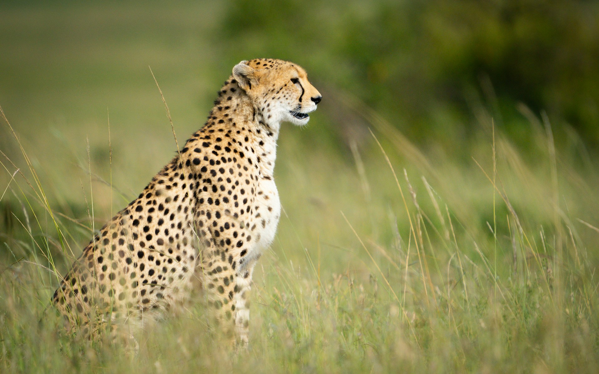 Lors de votre safari en Tanzanie, offrir un pourboire est une pratique courante pour exprimer votre satisfaction envers le personnel qui rend votre expérience exceptionnelle