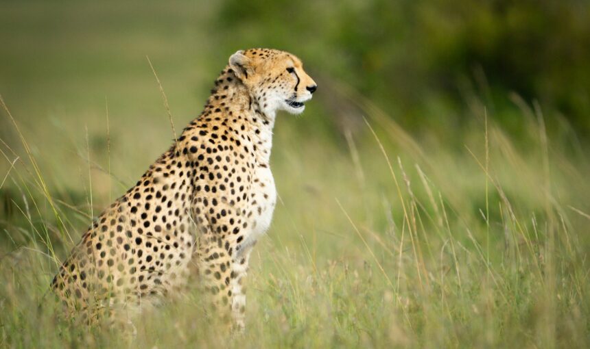 Safari Kenya 5 Jours : Merveilleuse Aventure Inoubliable au CĆur de la Nature Africaine