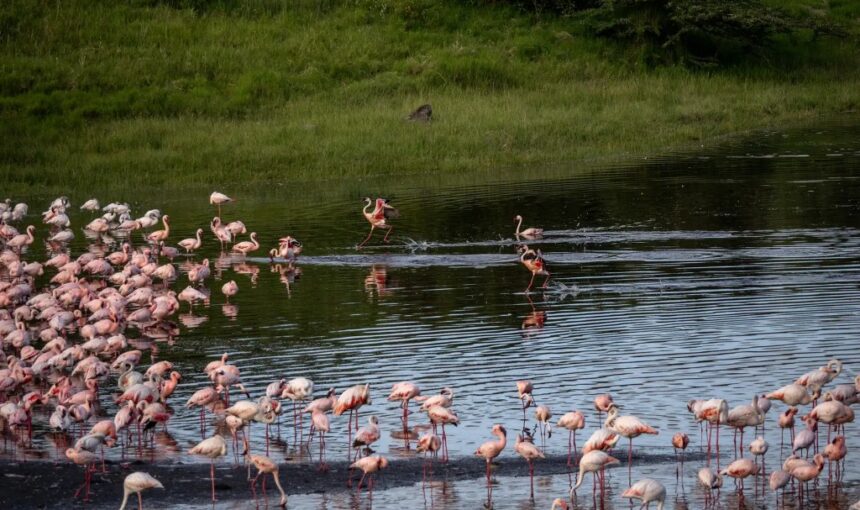 Arusha National Park : le joyau caché de la Tanzanie pour des safaris uniques