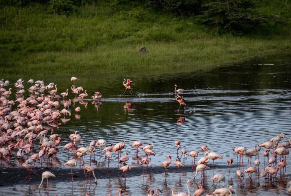Arusha National Park : le joyau caché de la Tanzanie pour des safaris uniques