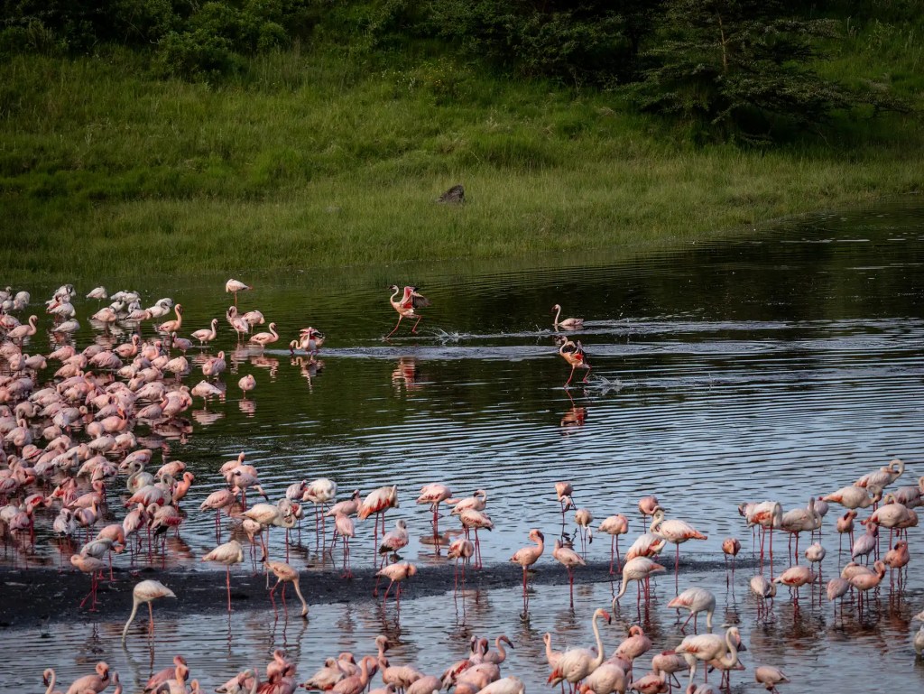 Arusha National Park : le joyau caché de la Tanzanie pour des safaris uniques