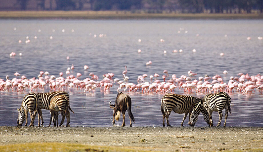 🦁 Safaris Privés en Afrique 10 Raisons de Choisir l'Exclusivité