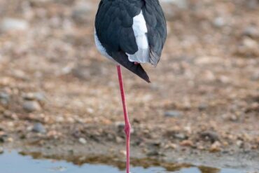 Transférer Lac Naivasha et ses environs : Nature, safaris et hôtels de luxe au Kenya